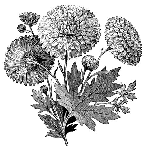 flower images free clip art|clip art flowers free images black and white.